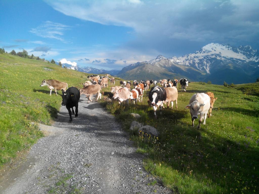 Agriturismo Raethia Isolaccia Eksteriør billede