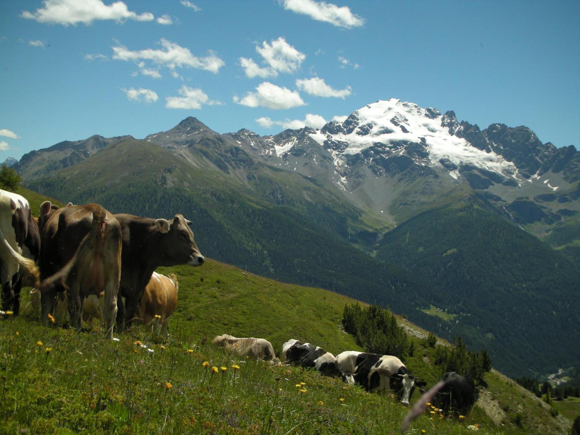 Agriturismo Raethia Isolaccia Eksteriør billede