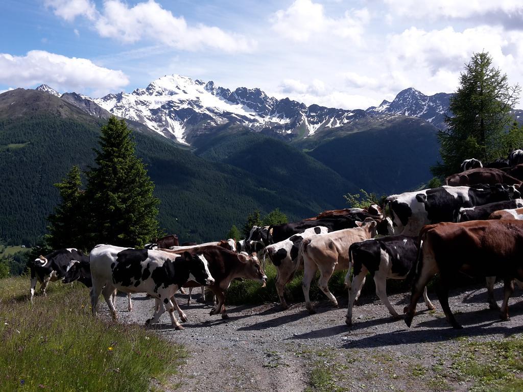 Agriturismo Raethia Isolaccia Eksteriør billede