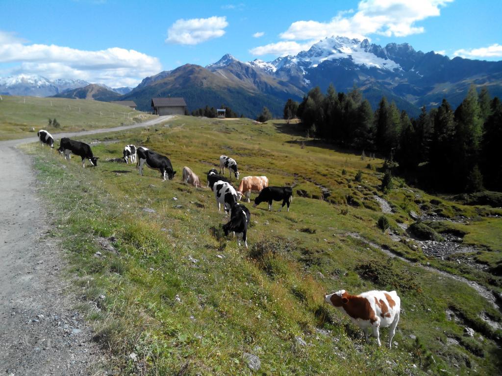 Agriturismo Raethia Isolaccia Eksteriør billede